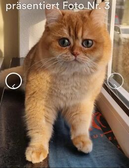 BKH Deckkater mit Stammbaum - Wiesbaden Erbenheim