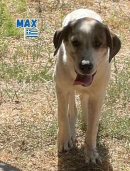 Max - verschmust und kuschelbedürftig - Heppenheim (Bergstraße)