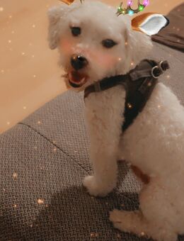 Bishon rüde dringend - Kiel