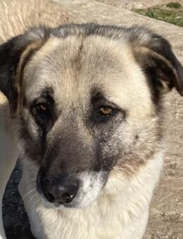 Orlando, geb. ca. 10/2018, GRIECHENLAND - Markdorf