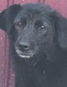 Eva-Maria (Angsthund) - Dreikirchen