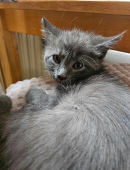 3 wunderschöne Kater - Viersen