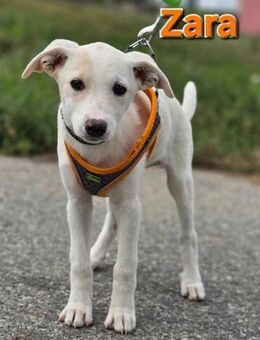 Zara, junges Hundemädchen sucht Familie - Linden (Hessen)