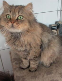 Wunderschöne Türkisch Van / Angora Mix abzugeben - Garbsen