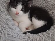 BKH Mix Kitten suchen ein neues Zuhause - Rosenheim