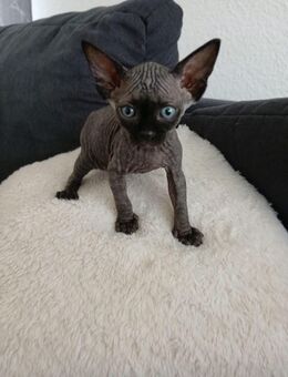 Sphynx katzen - Willstätt