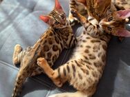 Reinrassige Bengal Kitten mit Stammbaum - Weiden (Oberpfalz)