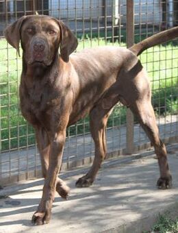 Sanfter Wotan in 45138 Essen - Essen