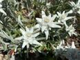 Edelweiß Edelweiss Edelweis Edel weiß weis Blume Samen Alpen echt Edelweißsamen seltene Bergblume heimisches Saatgut in 74629
