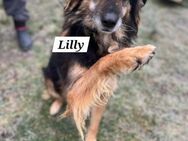 Die anhängliche Lilly sucht ihr Zuhause - Enger (Widukindstadt)