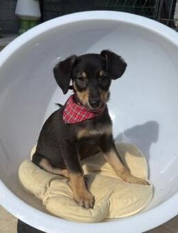 UXI - liebes, frendliches Hundekind - Velbert