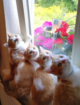 Reinrassige BKH Kitten Rot Weiss Britisch Kurzhaar Babys Mädchen Jungen - Goslar