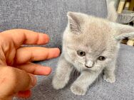 Zuckersüße reinrassige BKH Kitten in Lilac und Blue suchen ein neues Zuhause - Ingolstadt