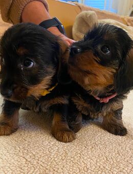 Dackel-Yorki-Welpen - Großheide