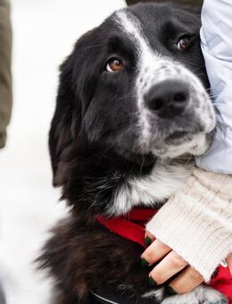 Zuhause gesucht für Shadow - Miesbach