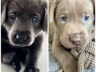 TOP GENETIK! Labrador Retriever Welpen – Seltene Farben charcoal und silber & Ideale Familienhunde! - Plattling