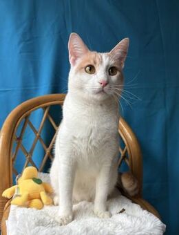 Joby - der verspielte Kater - Kirchheim (München)