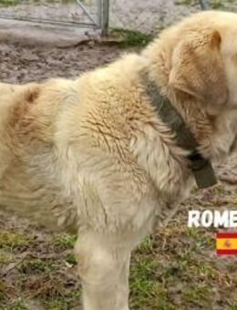 Romeo - Heppenheim (Bergstraße)