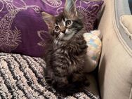 Maine-Coon kitten männlich+weiblich bereit zum Umzug - Wetterzeube