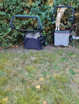 2 Lebhafte Maikätzchen, Kater + Katze in Liebevolle Hände abzugeben. Jeweils 50€ - Lemwerder