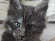 Maine Coon Kitten /m 07.04.25 - Essen