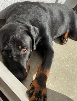 Rottweiler Rüde sucht neues Zuhause - Schöningen