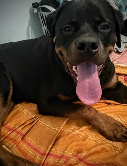 Rottweiler Rüde 9 Monate jung - Berlin Reinickendorf