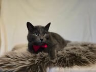 Suche Kumpel für meinen Kater - Oberhaching