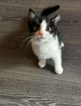 Babykatze 12 Wochen alt abzugeben - Oyten