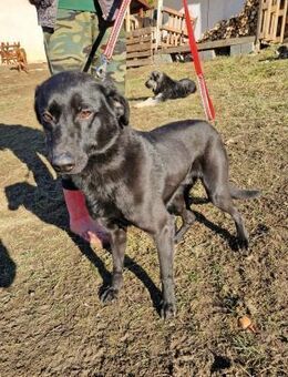 Zargo hübscher toller Rüde - Hüllhorst