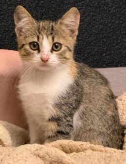 Fernanda - Ingolstadt