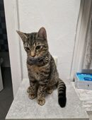 Ich verkaufe einen kitten Kater in 64739