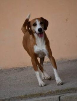 Linus sucht sein Glück - Neuss