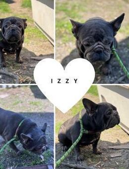 IZZY PP Sanfte Seele sucht Geborgenheit - Neustadt (Rübenberge)