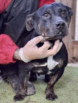 Kleine Ginny Von der Kette ins Glück - Koblenz