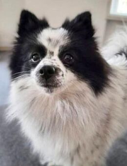 Zoe - ist kommunikativ - Löwenberger Land