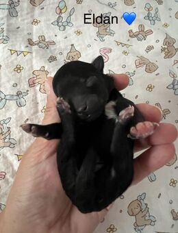 Bolonka Zwetna Welpen am 26.10.2025 auf die Welt gekommen - Köthen (Anhalt)