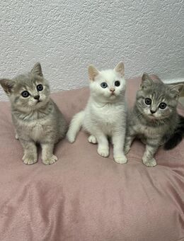 Britisch Kurzhaar Kitten – 3 süße Babys suchen ein Zuhause 🐾 - Heusenstamm