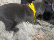 Cane Corso Welpen - Bad Oeynhausen