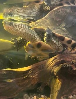 Schildkörte - Schömberg (Regierungsbezirk Karlsruhe)