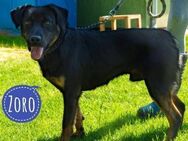 Zoro ein trauriger Goldschatz - Flörsheim-Dalsheim