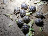 Breitrandschildkröten und Griechische Landschildkröten verschiedene Jahrgänge bis 2022 - Freigericht