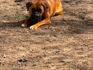 Boxer-Schäferhund-Mischling - Trusetal Trusetal