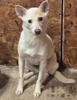 Luni ❤️ zartes verschmustes Hundemädchen - Velbert