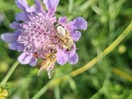 Glanzskabiose, Skabiose (Scabiosa lucida) - Horgenzell