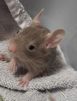 Degus - Unser toller Nachwuchs sucht ein schönes Zuhause - Poppenhausen