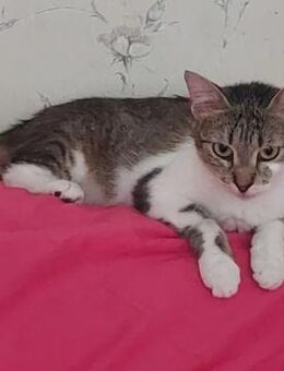 Lizzy Kleine Prinzessin sucht Zuhause - Unterföhring