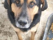 ruhiger NERO♥wurde im Tierheim abgegeben - Duisburg