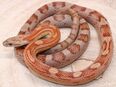 1,0 Motley het. Palmetto, Butter Kornnatter 2020 in 21522