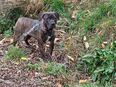 Ronja sucht ein gutes Zuhause. in 34519